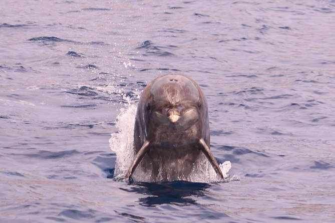 Whale and Dolphin Watching in Calheta, Madeira Island - The price and what you receive for $72.56