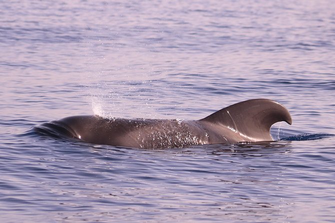 Whale and Dolphin Watching in Calheta, Madeira Island - Who should book, and who should think twice
