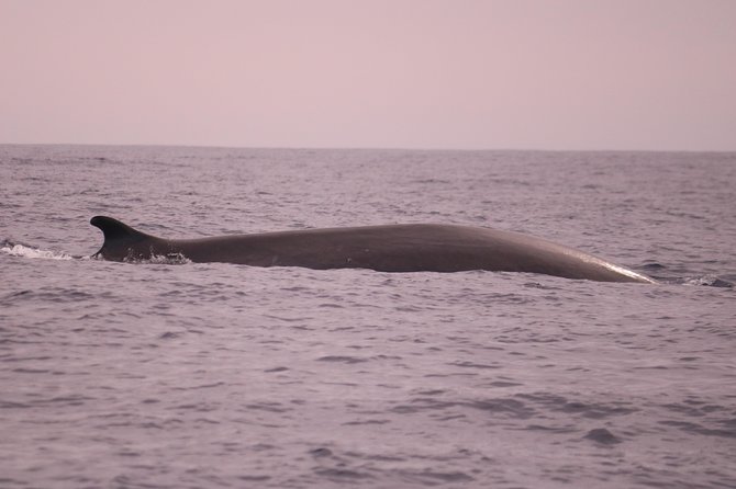 Whale and Dolphin Watching in Calheta, Madeira Island - Should you book H2O Madeira?