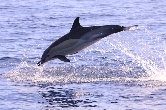 Whale and Dolphin Watching in Calheta, Madeira Island - What you might see from the RIB