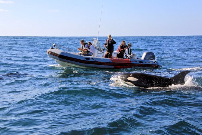 Whale and Dolphin Watching in San Diego - Key details before you book
