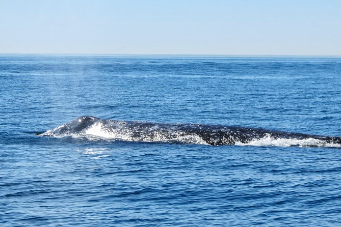 Whale and Dolphin Watching in San Diego - Why this small boat changes the San Diego whale watch