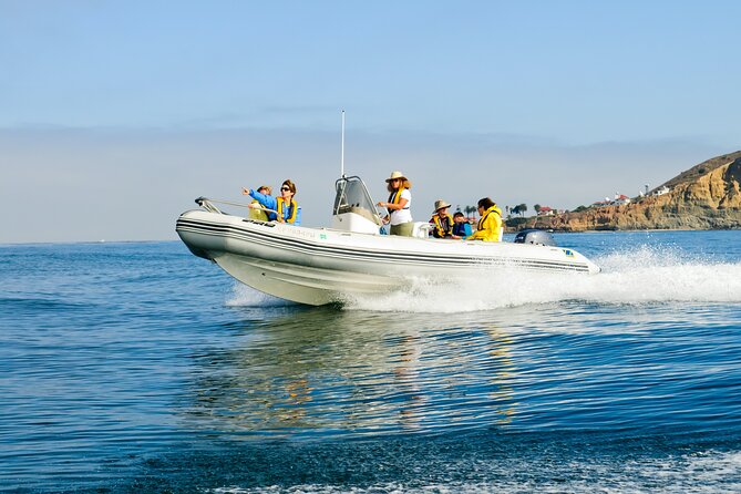 Whale and Dolphin Watching in San Diego - The first wildlife search: dolphins, birds, and seals