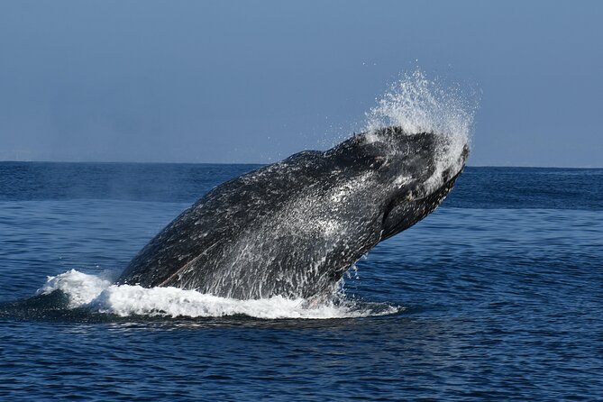Whale and Dolphin Watching in San Diego - Searching for whales in deeper water