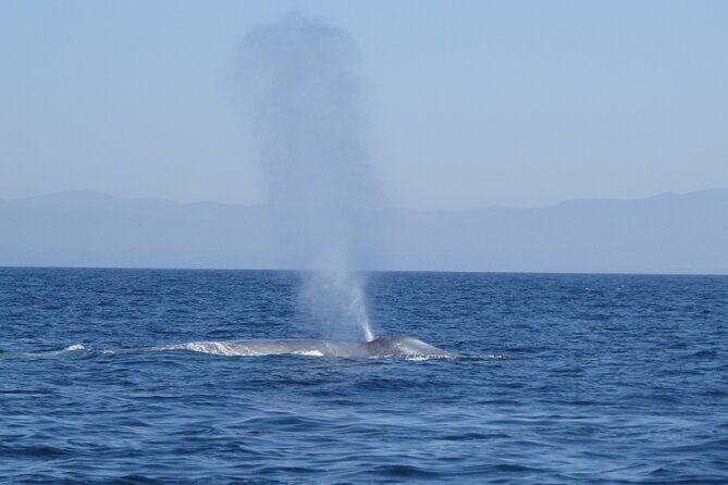 Whale and Dolphin Watching in San Diego - Safety, comfort, and who should skip it