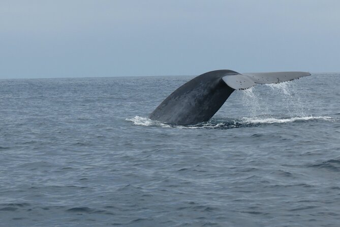 Whale and Dolphin Watching in San Diego - The $149 price and the small-group value