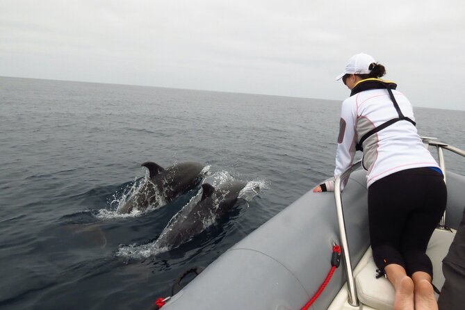 Whale and Dolphin Watching in San Diego - Practical planning for your departure