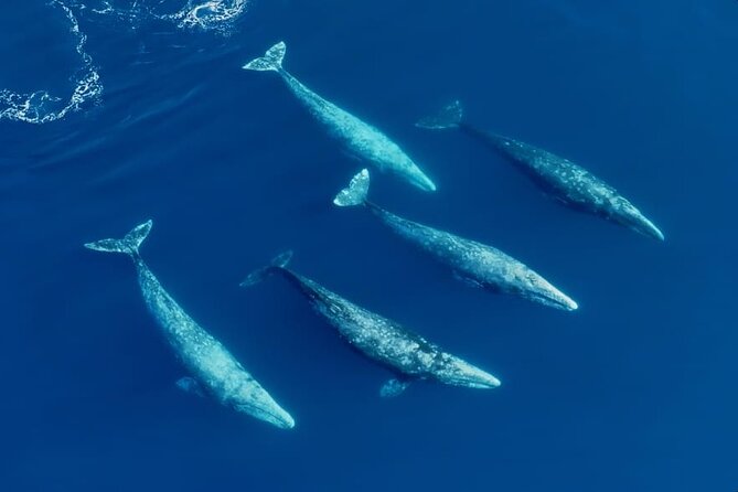 Whale and Dolphin Watching in San Diego Speedboat Tour - What each season can bring