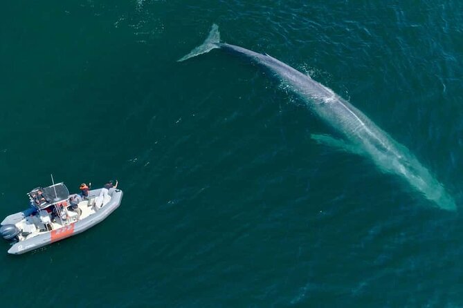 Whale and Dolphin Watching in San Diego Speedboat Tour - Why the six-person limit matters