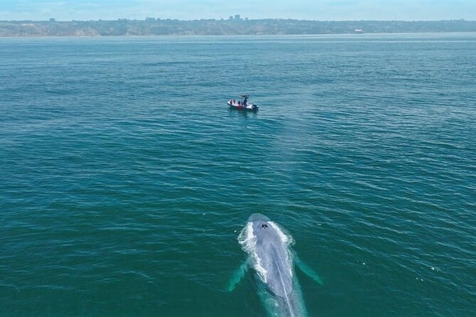 Whale and Dolphin Watching in San Diego Speedboat Tour - The ride, comfort, and what to pack