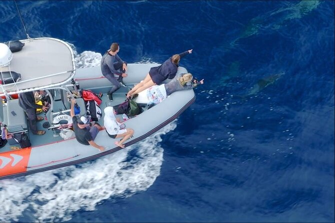 Whale and Dolphin Watching in San Diego Speedboat Tour - Is $199 a fair price?