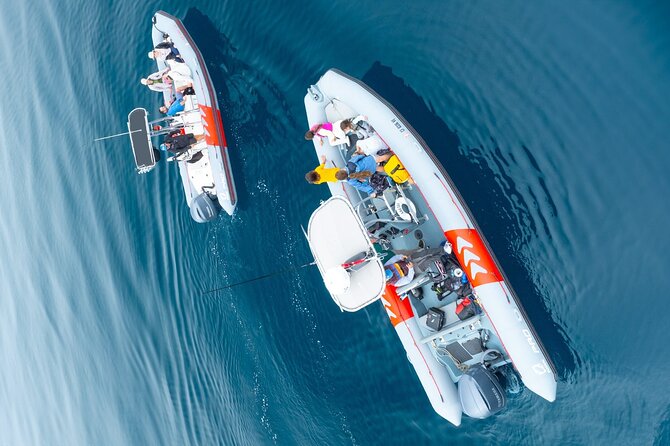 Whale and Dolphin Watching in San Diego Speedboat Tour - What makes the wildlife encounters special