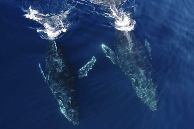 Whale and Dolphin Watching in San Diego Speedboat Tour - Who will enjoy this tour most