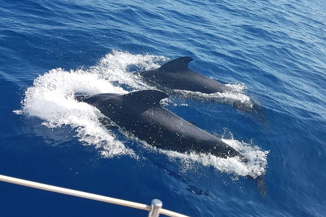 Whale and Dolphin Watching Sailing Boat with Drinks, Snacks and Swimming Time - A small yacht and a good chance of pilot whales