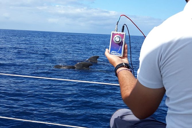 Whale and Dolphin Watching Sailing Boat with Drinks, Snacks and Swimming Time - Champagne, sandwiches, and unlimited drinks