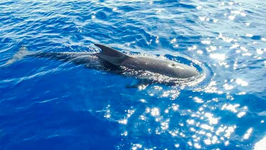 Whale and Dolphin Watching Sailing Tour – Los Gigantes (3H) - Should you book the whale and dolphin sailing tour?