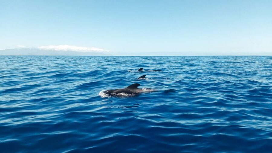 Whale and Dolphin Watching Sailing Tour – Los Gigantes (3H) - Swimming beneath the 600-meter Cliffs of the Giants