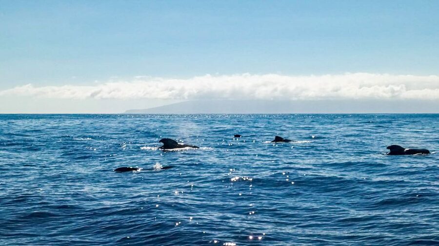 Whale and Dolphin Watching Sailing Tour – Los Gigantes (3H) - Booking details that matter