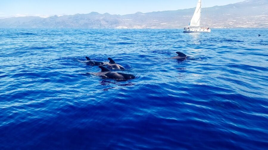 Whale and Dolphin Watching Sailing Tour – Los Gigantes (3H) - Searching for whales and dolphins in the Teno-Rasca Marine Reserve
