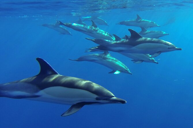 Whale and Dolphin Watching Tour from Funchal - What the 2.5-hour sea trip is really like
