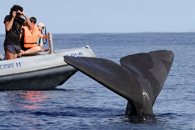 Whale and Dolphin Watching Tour from Funchal - Snorkeling and the promise of swimming