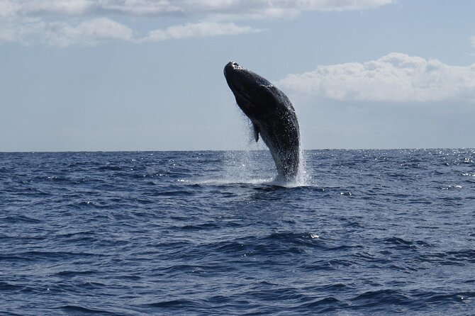 Whale and Dolphin Watching Tour from Funchal - Group size, comfort, and the Atlantic ride
