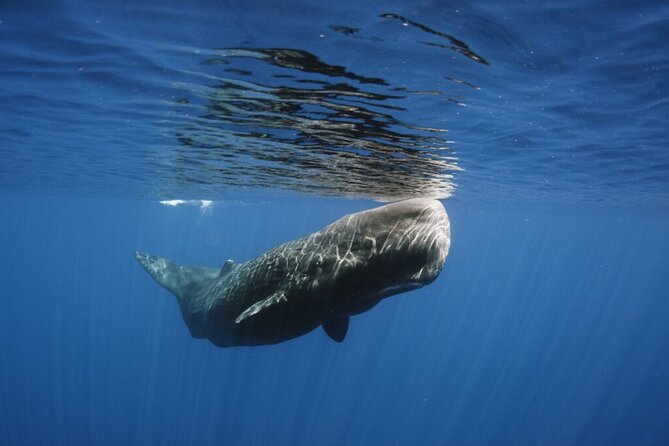Whale and Dolphin Watching Tour from Funchal - The guides and the conservation angle