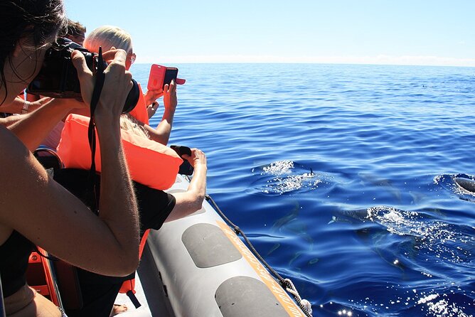 Whale and Dolphin Watching Tour from Funchal - Booking rules and weather plans