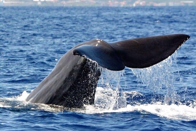 Whale and Dolphin Watching Tour from Funchal - Searching for dolphins, whales, and turtles