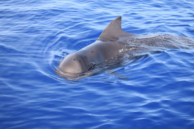 Whale and Dolphin Watching Tour in Madeira - Swimming and snorkeling near Ponta do Sol