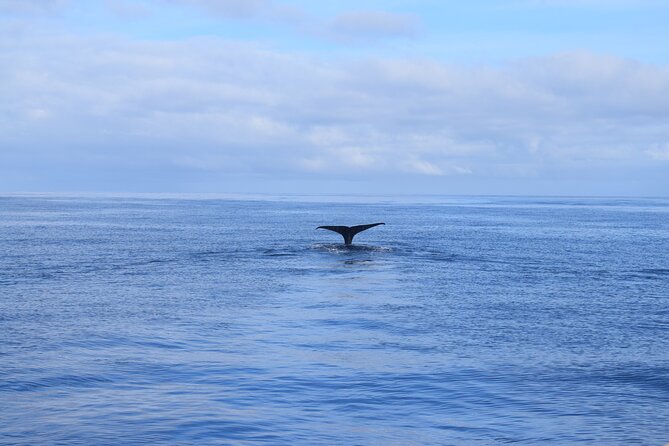 Whale and Dolphin Watching Tour in Madeira - Drinks, views, and the ride back