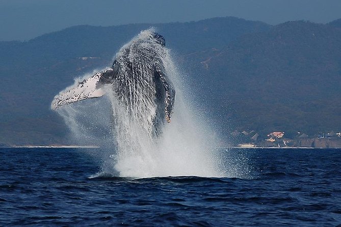 Whale and Dolphin Watching with a Biologist in Puerto Vallarta - Why this Puerto Vallarta whale trip feels different