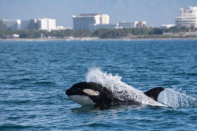 Whale and Dolphin Watching with a Biologist in Puerto Vallarta - Searching for dolphins, turtles, and mantas