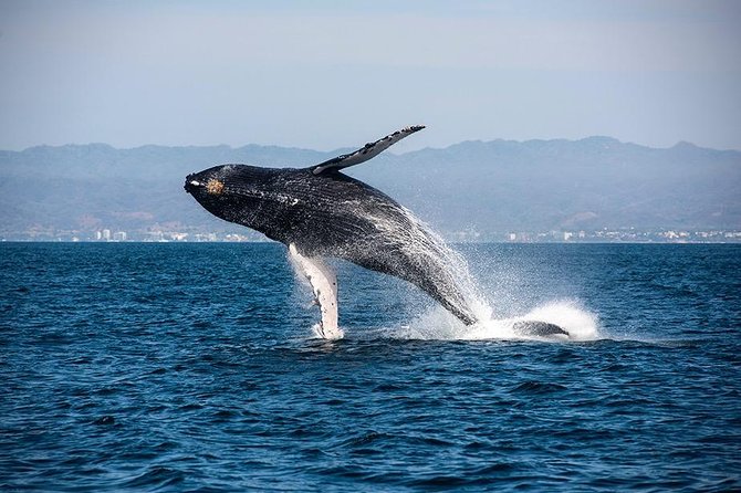 Whale and Dolphin Watching with a Biologist in Puerto Vallarta - Is $105 a fair price?