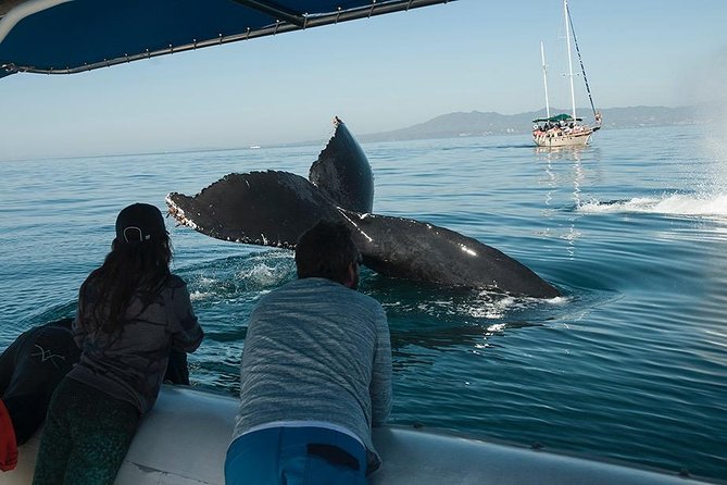 Whale and Dolphin Watching with a Biologist in Puerto Vallarta - Watching mothers, calves, and competing males