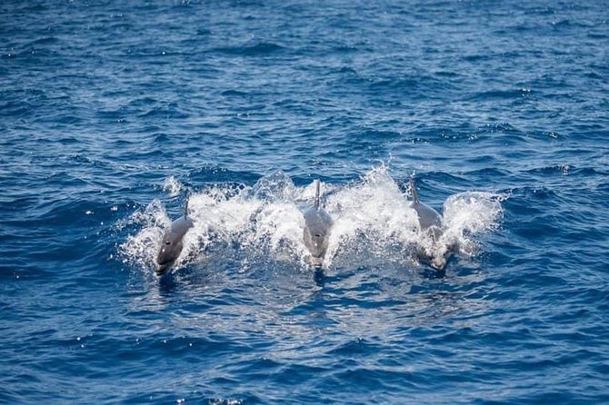 Whale and Dolphin Watching Yacht Trip in Puerto Colon - The first hour: searching for whales and dolphins