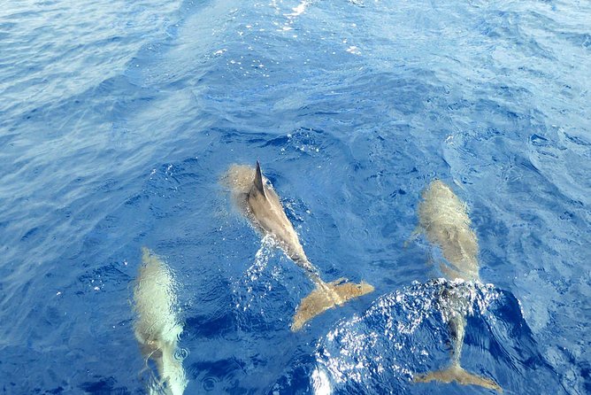 Whale and Dolphin Watching Yacht Trip in Puerto Colon - What you may see beside the boat