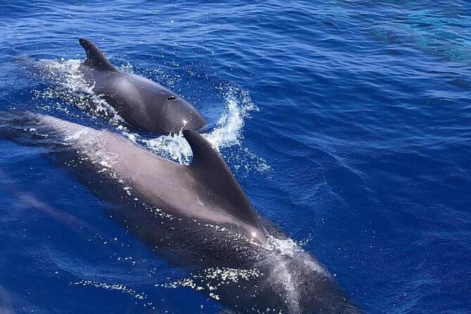 Whale and Dolphin Watching Yacht Trip in Puerto Colon - Timing, weather, and comfort on the water