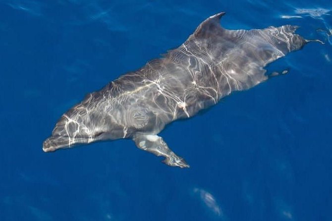 Whale and Dolphin Watching Yacht Trip in Puerto Colon - Leaving Puerto Colón on a 12-person yacht