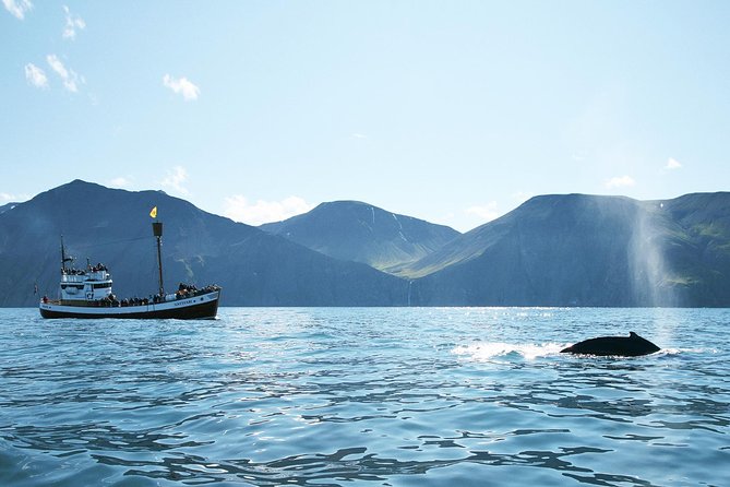 Whale and Puffin Watching around Skjálfandi Bay from Husavik - Key points to know before booking