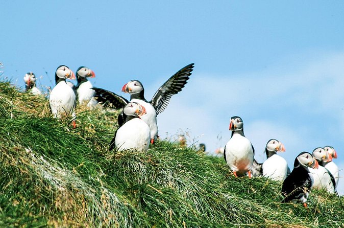 Whale and Puffin Watching around Skjálfandi Bay from Husavik - Warm clothing, snacks, and conditions on the water