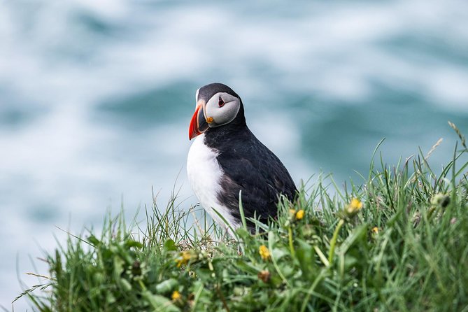 Whale and Puffin Watching around Skjálfandi Bay from Husavik - What the $139.08 price includes