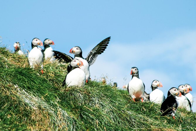 Whale and Puffin Watching around Skjálfandi Bay from Husavik - Managing crowded viewing spots