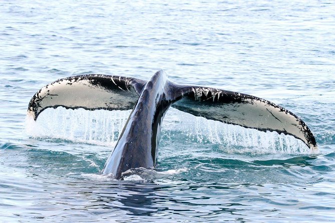 Whale and Puffin Watching around Skjálfandi Bay from Husavik - Who should book this cruise?