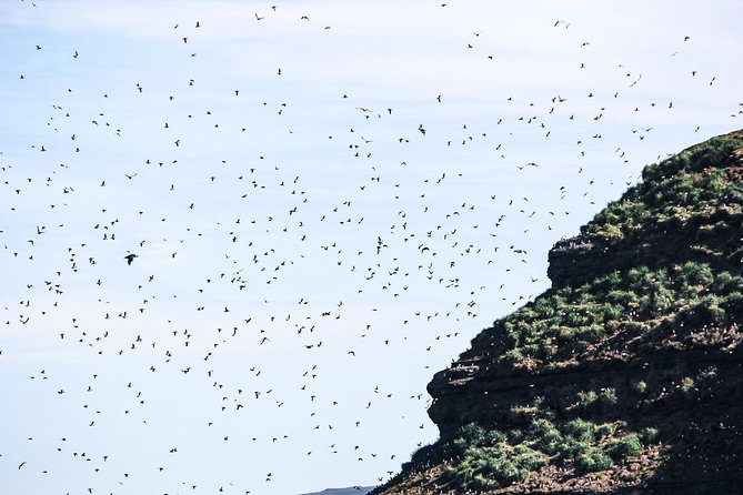 Whale and Puffin Watching around Skjálfandi Bay from Husavik - Should you book the North Sailing whale and puffin trip?
