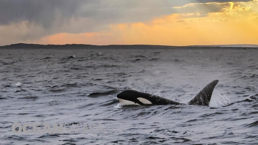 Whale and wildlife watching Private and Semi-Private tours - Key points to know before booking