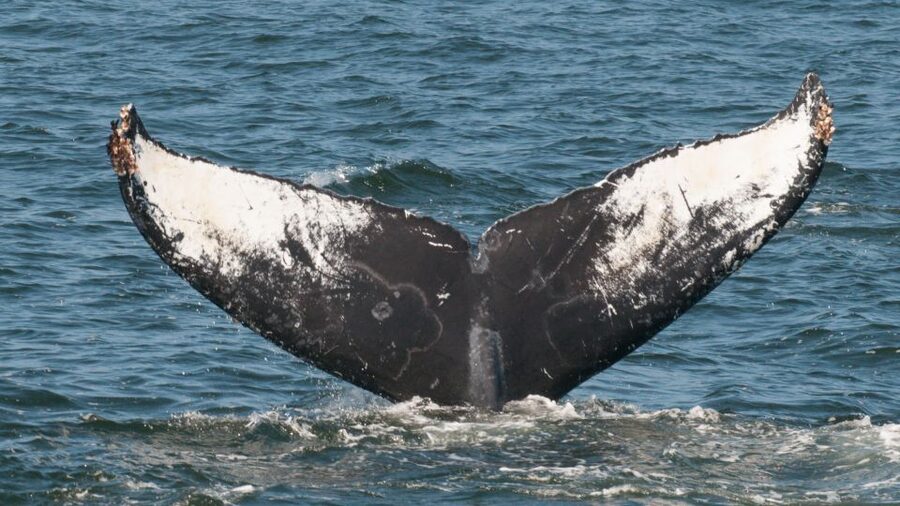 Whale and wildlife watching Private and Semi-Private tours - Booking flexibility and useful planning details