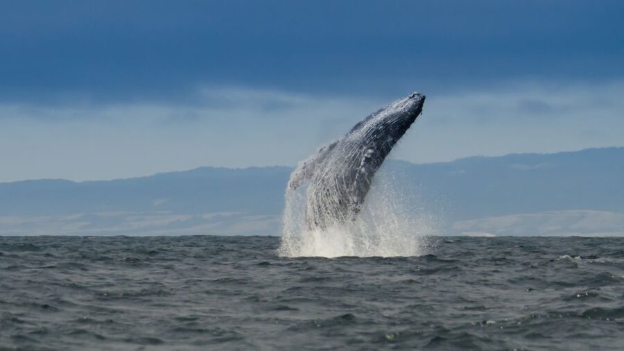 Whale and wildlife watching Private and Semi-Private tours - Santa Cruz is your gateway to Monterey Bay