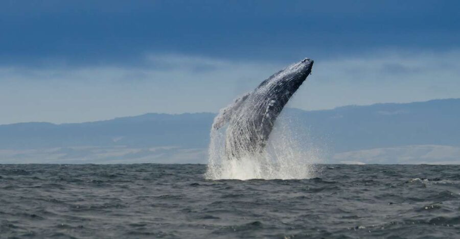 Whale and wildlife watching Private and Semi-Private tours - Humpback whales are the main attraction
