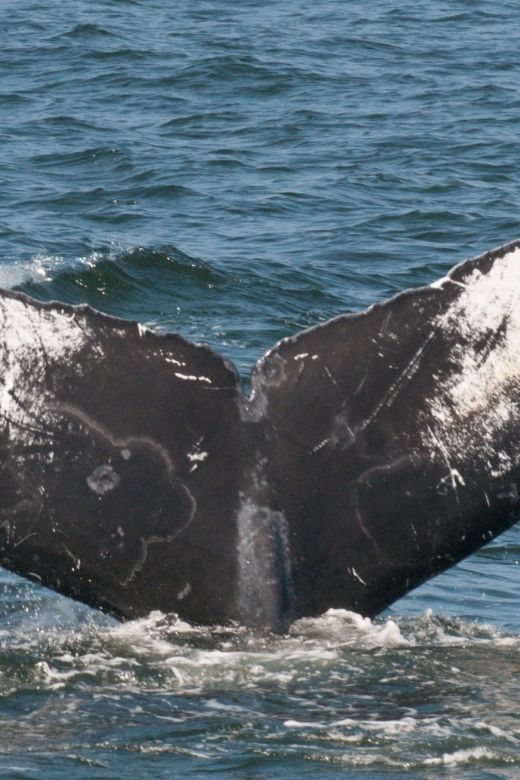 Whale and wildlife watching Private and Semi-Private tours - Dolphins, sea lions, otters, and smaller sea life